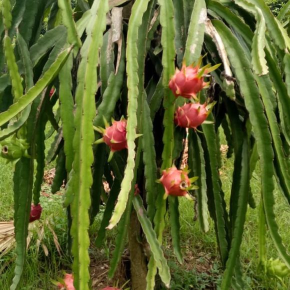 WhatsApp Image 2025-05-16 at 15.10.07 (2)