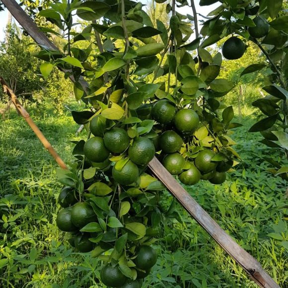 WhatsApp Image 2025-05-16 at 15.10.07