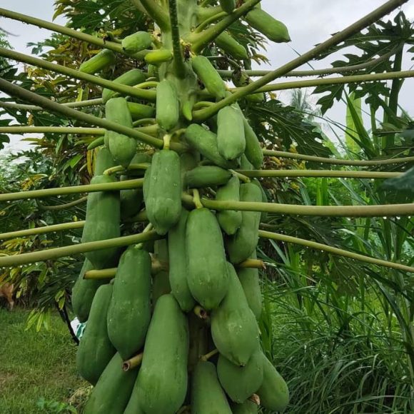 WhatsApp Image 2025-05-16 at 15.10.09