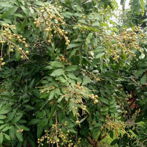 WhatsApp Image 2025-05-16 at 15.10.10