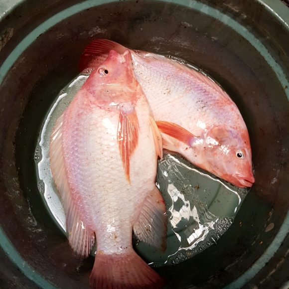 WhatsApp Image 2025-05-23 at 12.26.38 (1)