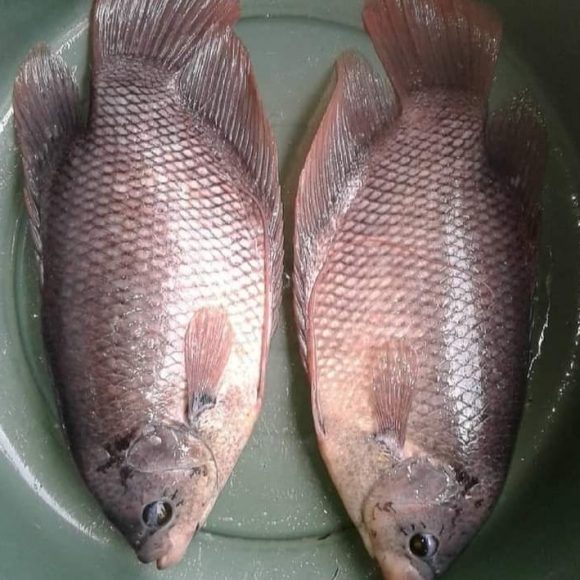 WhatsApp Image 2025-05-23 at 12.30.16 (1)