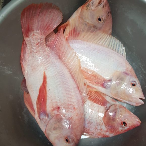 WhatsApp Image 2025-05-23 at 12.30.17 (1)