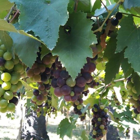 WhatsApp Image 2025-05-27 at 16.36.15